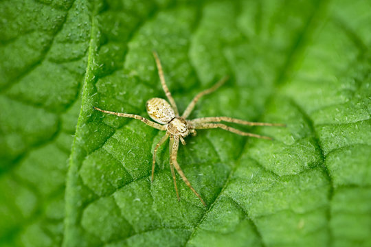Small spider on green leaf