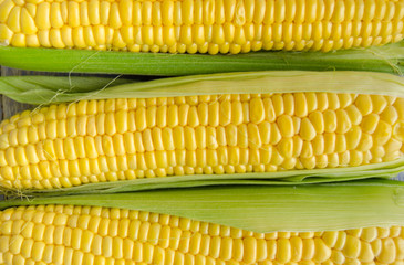 Corn seeds close up in bright daylight