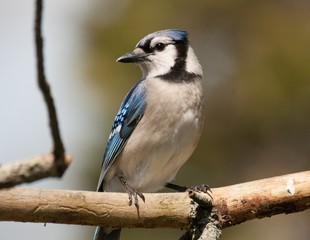 Blue Jay