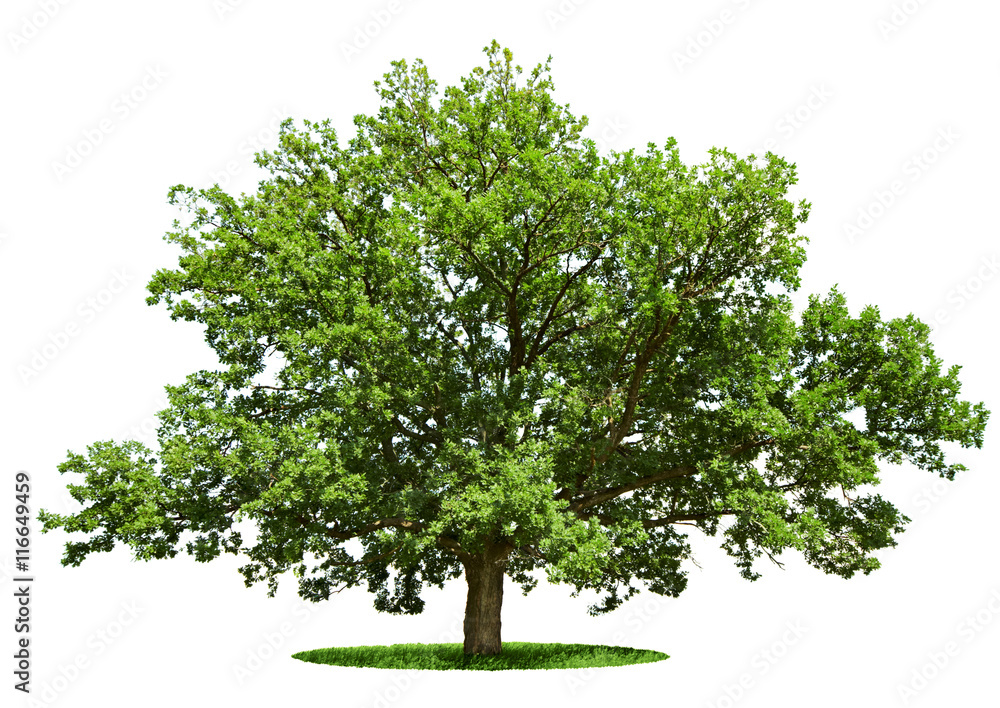 Poster big tree - oak isolated on a white