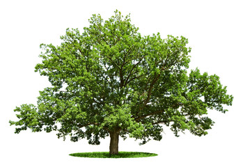 Big tree - oak isolated on a white