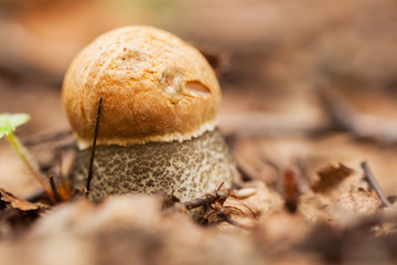 Edible mushroom , Leccinum Aurantiacum, orange cap