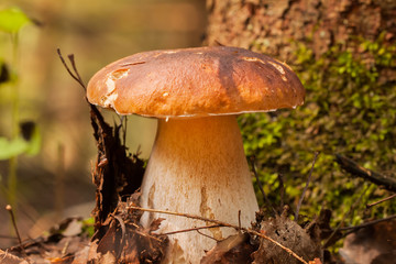Mushrooms Bolete in the wild in the forest