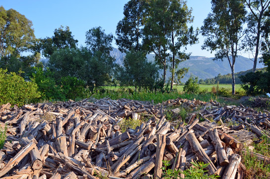 eucalyptus wood chops