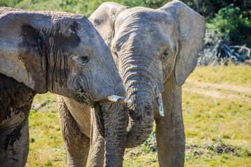 Fototapeta premium African Elephants