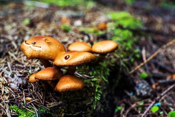 Wild Forest Mushrooms