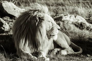 Fototapeta premium Dramatic black and white photo of a african lion
