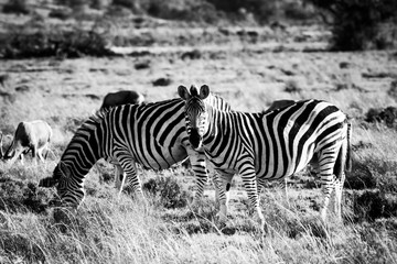 Fototapeta na wymiar Two zebras on a savanna's grassland