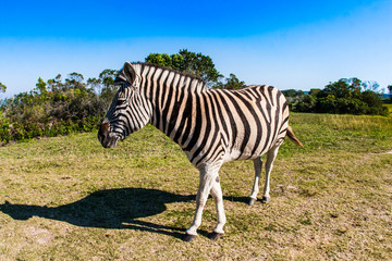 Naklejka premium Portrait of an African Rhinoceros.