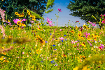 Blumenfeld - Colorful flower field