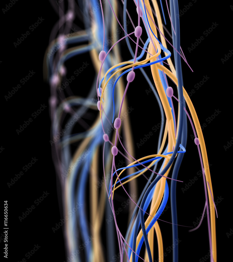 Wall mural Knee arteries and lymphatic system. Human anatomy. 3d illustration