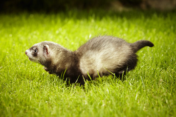 Running little ferret baby in garden