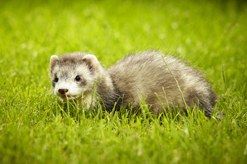 Nice gray ferret baby in garden