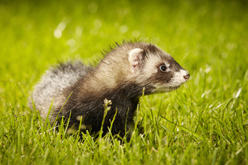 Ferret baby exploring garden