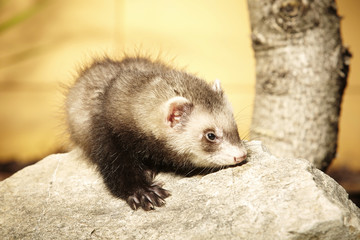 Ferret baby - first moments without mother