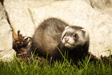 Eight weeks old ferret baby