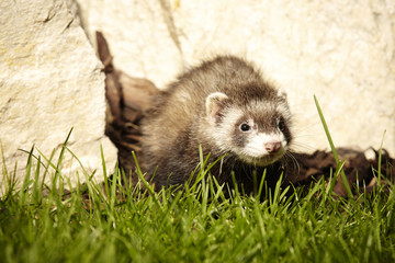 Ferret baby trying first steps outdoor