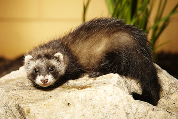 Ferret baby in summer garden