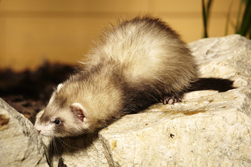 Little ferret on rock