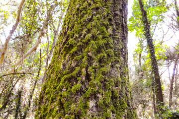 Obraz premium foresta