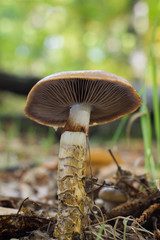Forest mushroom