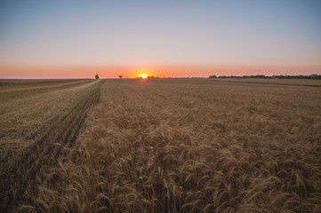 Sunset on wheat field background