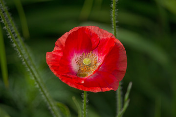 Red poppy flower in a meadow close-up