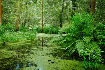 Fototapeta na wymiar Marsh and swamp - landscape
