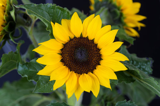 Sonnenblume mit weissem Hintergrund