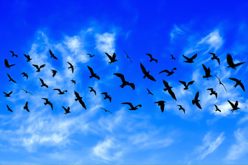 Flying birds on cloudy blue sky background