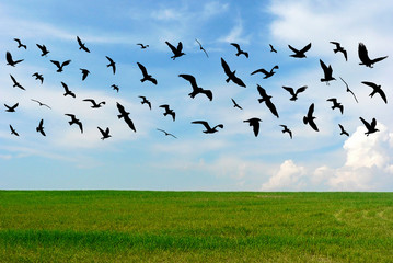 Flying birds and cityscape on green meadow and blue cloudy sky background