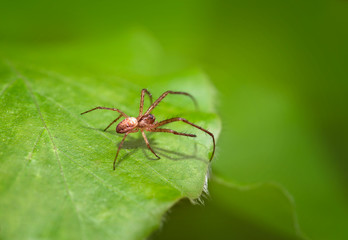 Naklejka premium Small spider hunts