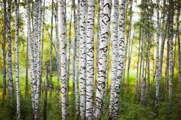 Naklejka premium summer forest birch