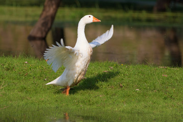 Naklejka na ściany i meble White domestic goose take-off