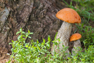 Mushroom orange-cap boletus