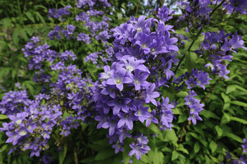 Group of violet flowers in a Irish garden