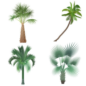 Exotic tropical realistic palm tree collection set.