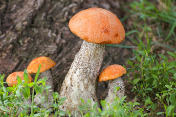 Mushroom orange-cap boletus
