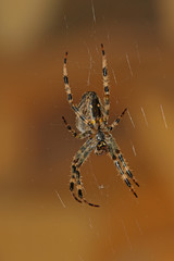 Cobweb and spider against blurred background