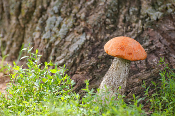 Mushroom orange-cap boletus