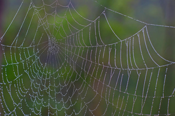Spider cobweb decorated with pearls of rain water against a blurred green background