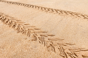 Fototapeta na wymiar Quad traces on the beach sand