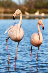 Couple of beautiful flamingos