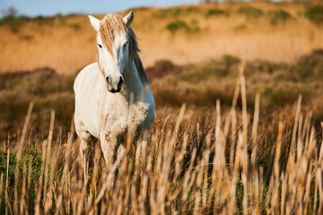 White horse of Camargue - obrazy, fototapety, plakaty