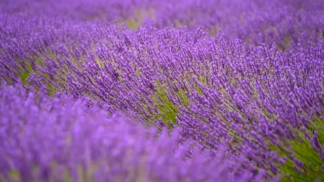 Blooming lavender in a field at Provence