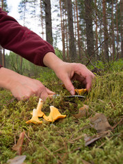 An image of two female hands holding a knife and cut mushroom in a forest background