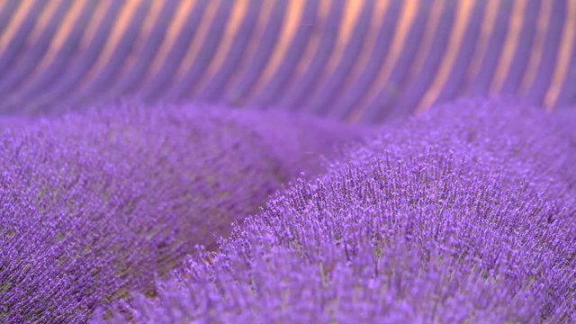 Blooming lavender in a field at Provence