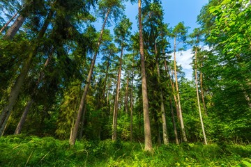 Obraz premium Green european wild forest in summer.