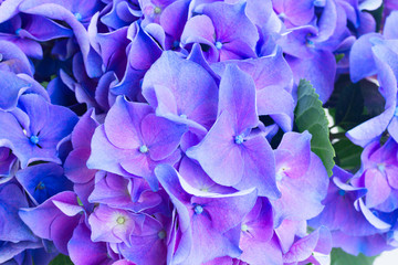 blue and violet hortensia flowers