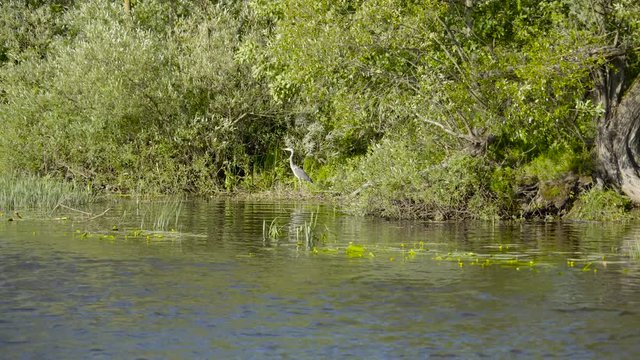 A grey heron bird on the trees in the river banks with lots of trees found on banks